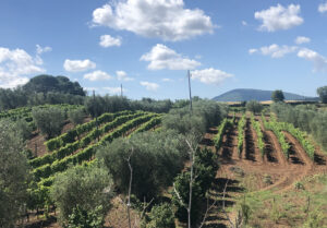 Panoramica vigna di Antonio Camillo