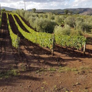 Panoramica vigneto di Antonio Camillo a Vallerana Alta