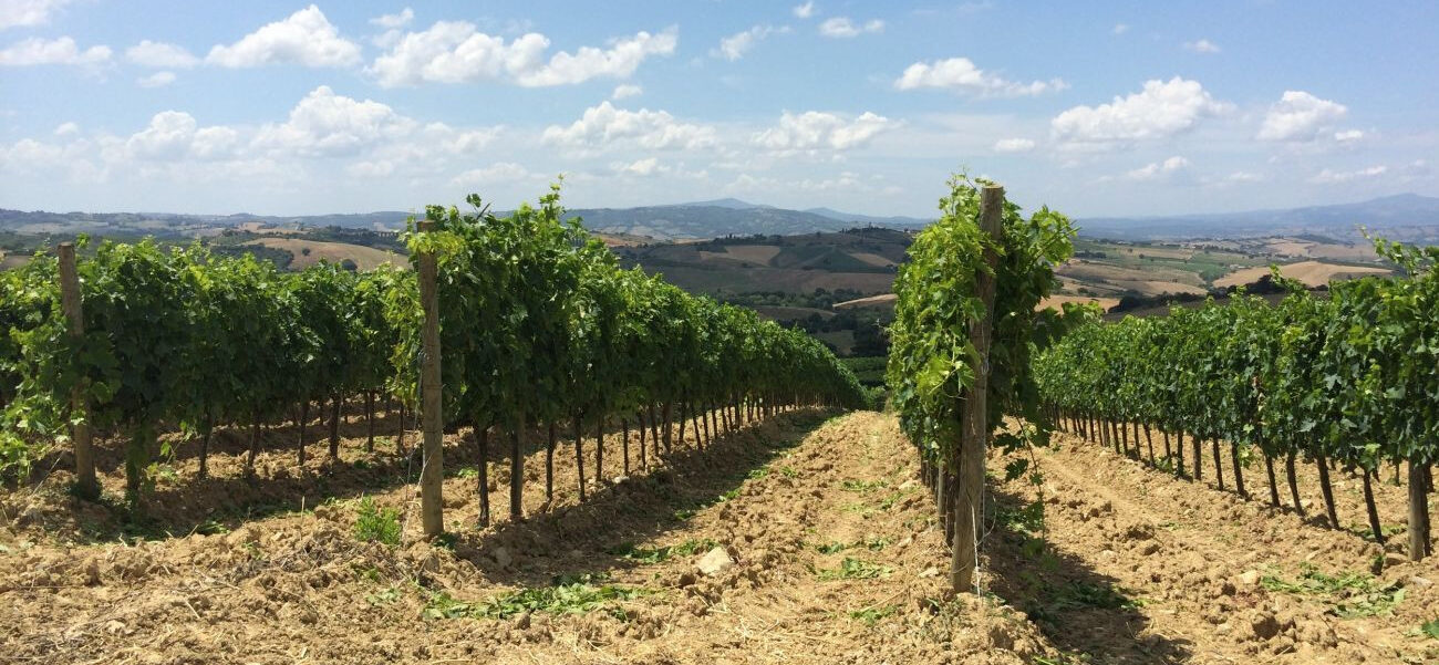 Vigneti a Scansano
