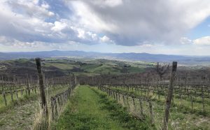 basile-vigne