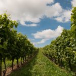 vineyard, blue sky, winery-440343.jpg