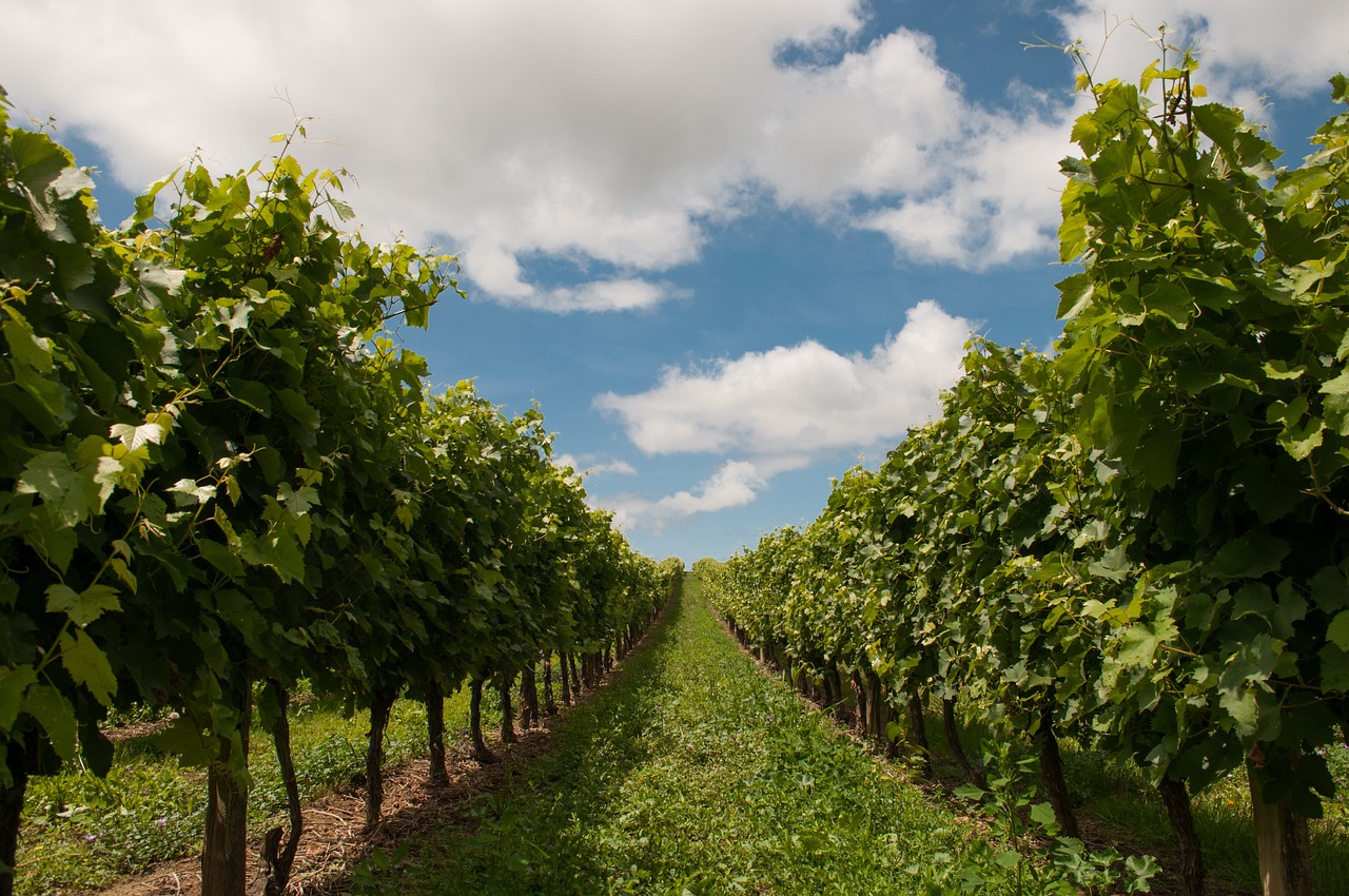 vineyard, blue sky, winery-440343.jpg